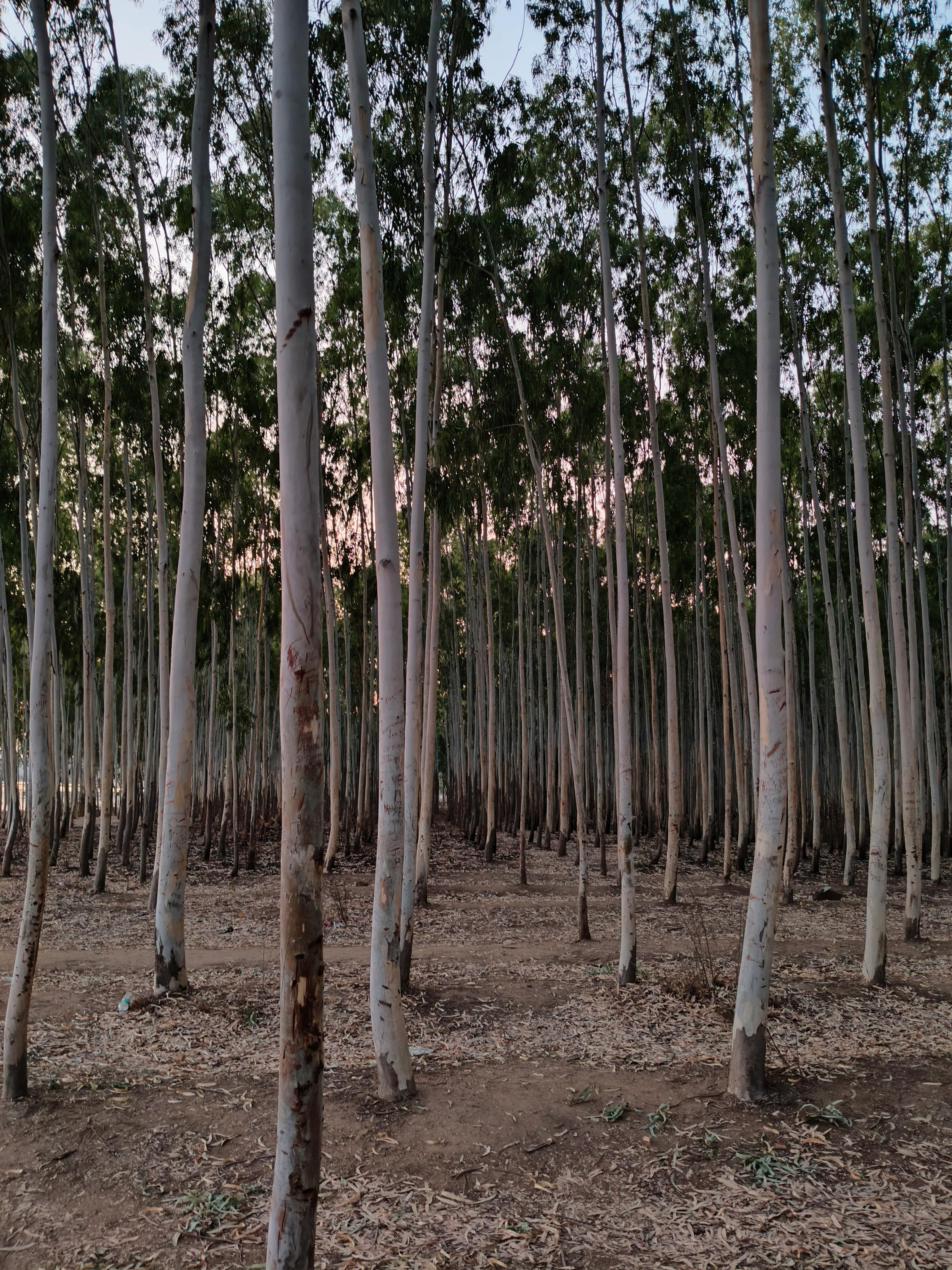 pexels-yogeshwar-devarakonda-55591899-35215323